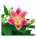 Saksıda Pembe Lilyum (~45 cm)