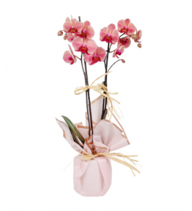 Pembe Kağıtta Gül Kurusu Midi Orkide (2 Dal - ~60 cm)