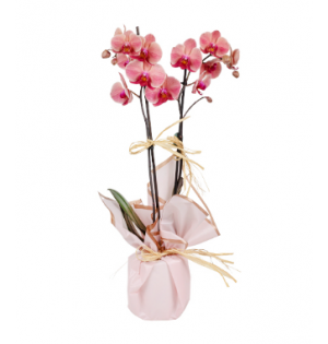 Pembe Kağıtta Gül Kurusu Midi Orkide (2 Dal - ~60 cm)