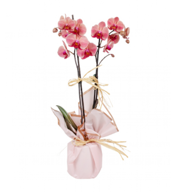 Pembe Kağıtta Gül Kurusu Midi Orkide (2 Dal - ~60 cm)