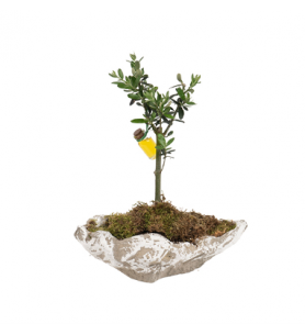 Kayık Saksıda Zeytin Ağacı (~34 cm)
