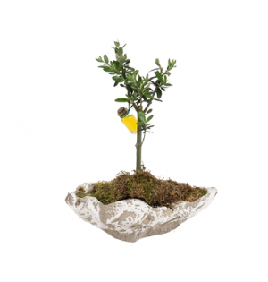 Kayık Saksıda Zeytin Ağacı (~34 cm)