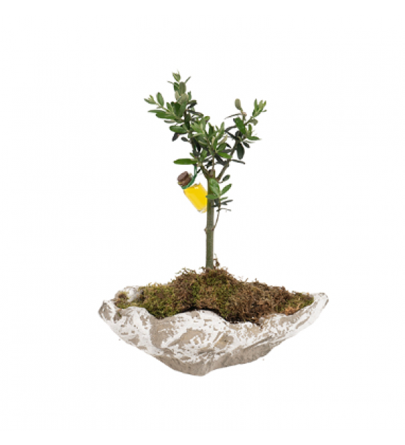 Kayık Saksıda Zeytin Ağacı (~34 cm)