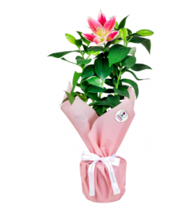 Saksıda Pembe Lilyum (~45 cm)