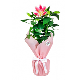 Saksıda Pembe Lilyum (~45 cm)