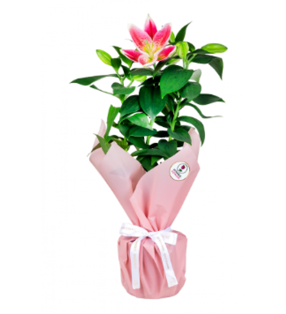 Saksıda Pembe Lilyum (~45 cm)