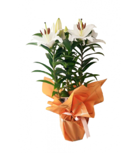 Saksıda İthal Lilyum (~40 cm)