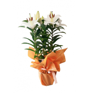 Saksıda İthal Lilyum (~40 cm)