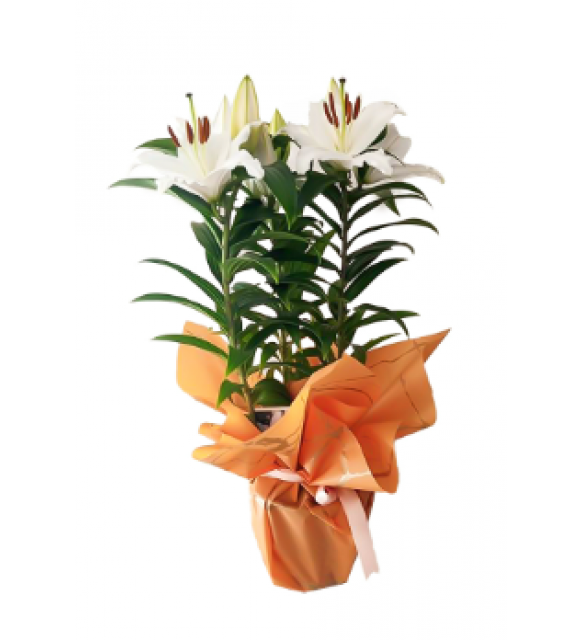 Saksıda İthal Lilyum (~40 cm)