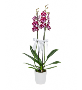  Beyaz Seramik Saksıda Dalmaçyalı Midi Orkide (2 Dal - ~60 cm)