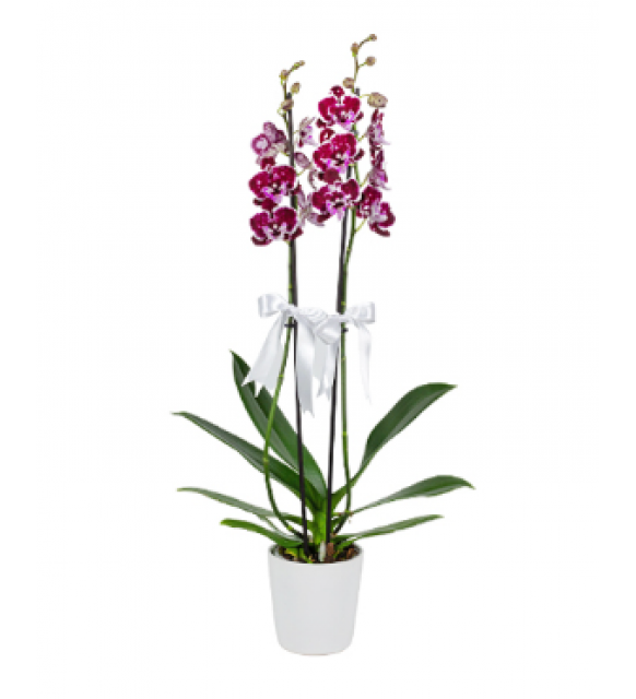  Beyaz Seramik Saksıda Dalmaçyalı Midi Orkide (2 Dal - ~60 cm)