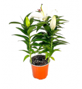 Saksıda İthal Lilyum (~40 cm)
